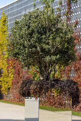 Obraz premium Osmanthus fragrans trees (sweet or fragrant olive) in mirrored containers. Orange-red lianas on decorative wall. Public landscape park 