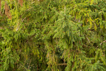 Tannennadeln in Grün