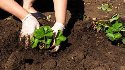 Woman's hands plant a strawberry seedling in ground. The spring planting and gardening, sustainable lifestyle, organic berry from farm concept