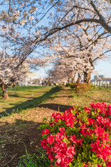 下末吉公園のキリシマツツジと桜【神奈川県・横浜市】