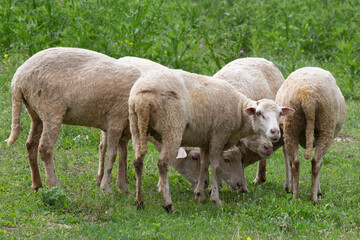 Naklejka na ściany i meble Flock of sheep on green grass