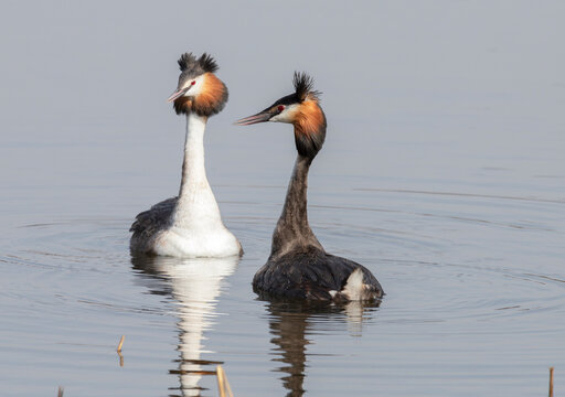 Two grebes are floating on the lake