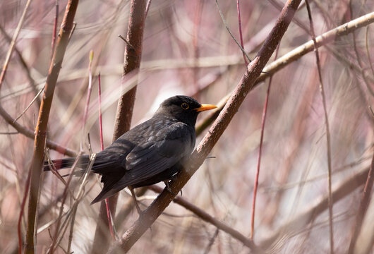 A male blackbird sits on a branch in spring