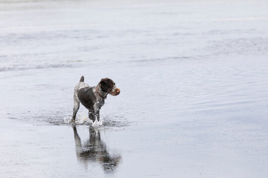 Young hunting dog running on water
