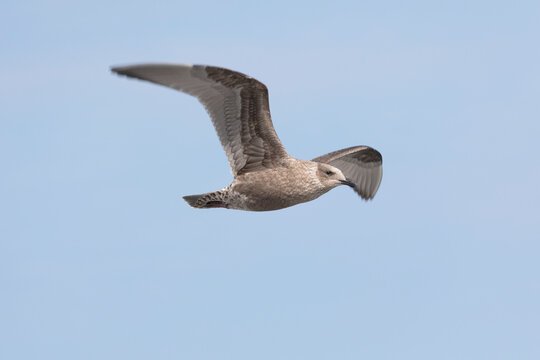 Young Slaty-backed gull e flies in the sky