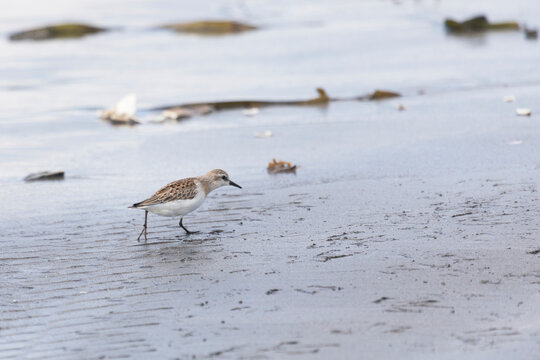 Calidris is looking for insects in sand among  seaweed. Kunashir Island
