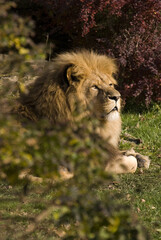 Katanga Lion - Panthera leo bleyenberghi, iconic animal from African savannas, Kalahari, Botswana.