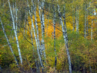 Fototapeta na wymiar yellow foliage on birch trees in the forest