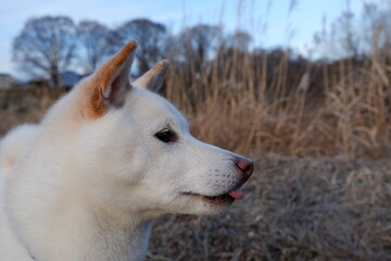 舌を出す白い柴犬