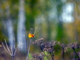 yellow leaf fell on the grass