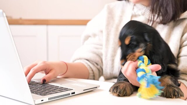 Online shopping for pets. A small black Cocker Spaniel puppy in the owner's arms plays with a toy rope. A person buys from home at the computer. High quality 4k footage. Copy space