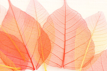 Colorful transparent and delicate skeleton leaves over wooden white background
