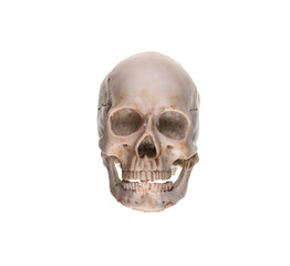 anatomical human skull on white background