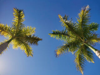 Obraz na płótnie Canvas Ground view of two high palms trees and blue sky in background - copyspace concept nature and tropical summer vacation image. sunlight between leaves