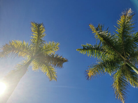 Ground view of two high palms trees and blue sky in background - copyspace concept nature and tropical summer vacation image. sunlight between leaves