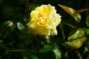 Yellow flower rose flowering in roses garden.