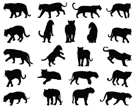 Black silhouettes of tigers on a white background