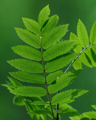 Sun shines over a leaf from a small rowan tree, Sorbus aucuparia.