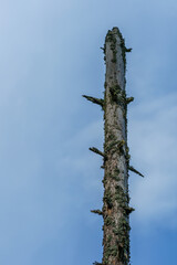 Fototapeta premium all dead tree with blue and white clouds behind.