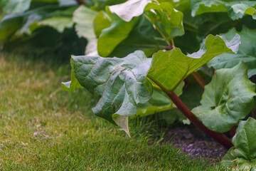 Growing Rhubarb, Rheum rhabarbarum, in home garden.