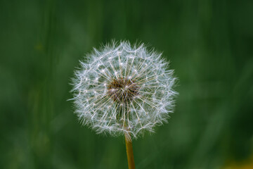 Selective focus on a Dandelion blowball with green background.