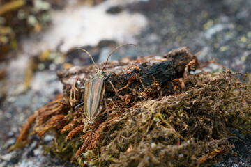 Longhorn beetle Oxymirus cursor in the nature.