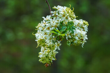 Prunus padus white flowering bird cherry hackberry tree.