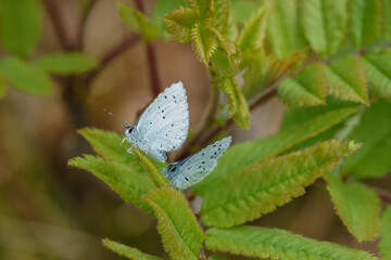 The holly blue (Celastrina argiolus) butterfly on the green leaf.
