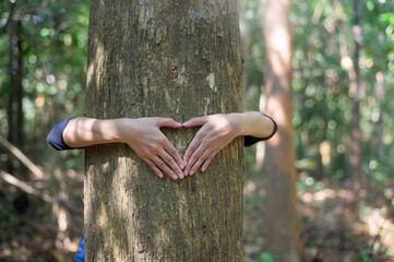 young woman hugging a big tree in the woods, environment and conservation concept