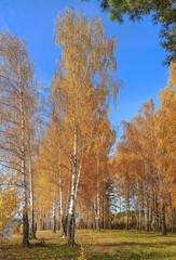 Golden autumn. The shore of the forest lake