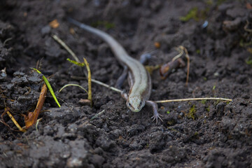 Live lizard on the ground in the vegetable garden