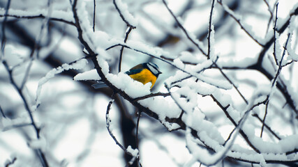A tit bird on a tree branch in winter