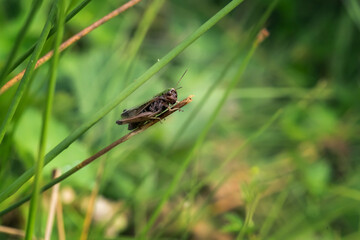Close up shot of a grasshopper, on a defocused green spring background.