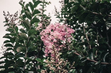 flowers in the garden