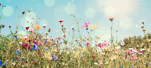Colorful flower meadow with sunbeams and bokeh lights in summer - nature background banner  - 479729021