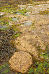 Duntulm Stegosaurus Footprint © Chris