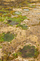 Duntulm Stegosaurus Footprint