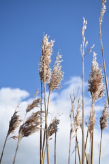 reed under blue sky