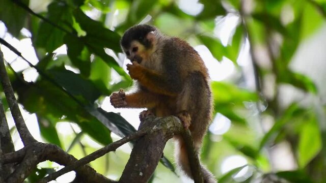 Small squirrel monkey sitting on a branch eating a huge insect. Costa Rican fauna filmed close-up.