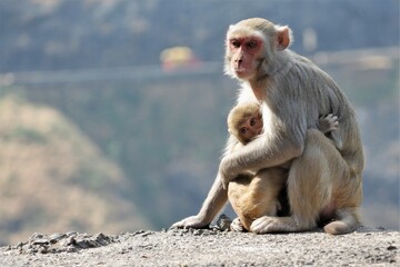 Naklejka premium mothers love