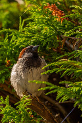 House Sparrow