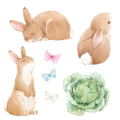 Beautiful set with cute watercolor hand drawn rabbits and cabbage. Stock illustration.
