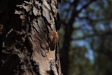 bug shell left on a tree