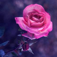 Bright large pink rose close-up. Macro, toning.