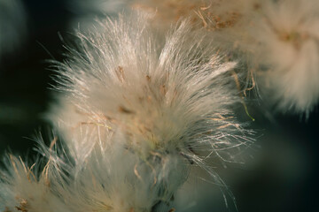 Abstract background. Fluffy plants close up.