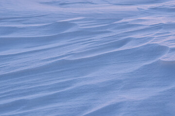 Snowy field close up. Snow in the wind. Snow background. Nature concept. - 479732663