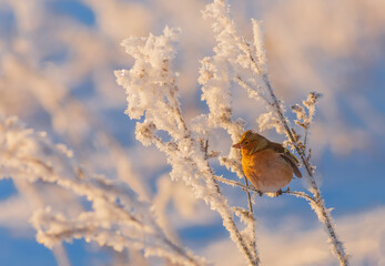 Close-up of a chaffinch, Fringilla coelebs, foraging in snow, frost at cold winter day