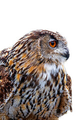 Hibou grand duc en gros plan sur fond blanc