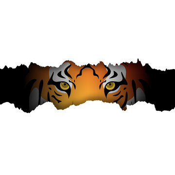 Tiger looks through hole in torn white paper. Symbol of 2022 year. Tiger eyes. Greeting card with wild animal. Stock vector illustration.