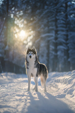 Siberian husky in winter